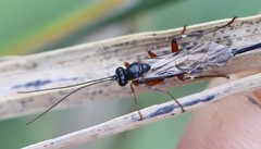 Pimpla turionellae