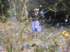 Heliophila digitata