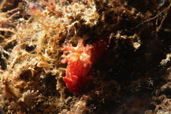 Nembrotha mullineri