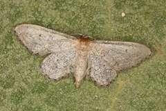 Idaea tineata
