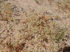 Adenogramma glomerata