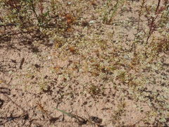 Adenogramma glomerata