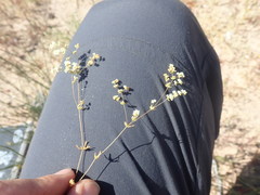 Adenogramma glomerata