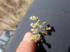 Adenogramma glomerata