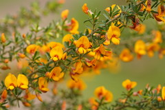 Pultenaea hispidula