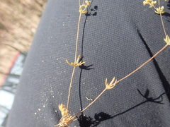 Adenogramma glomerata