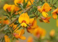 Pultenaea hispidula