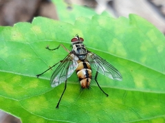 Diptera