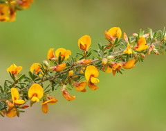 Pultenaea hispidula