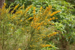 Pultenaea hispidula