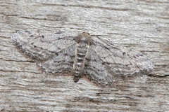 Idaea calunetaria