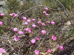 Lampranthus pakhuisensis