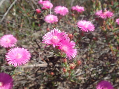 Lampranthus pakhuisensis