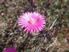 Lampranthus pakhuisensis