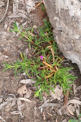 Carpobrotus modestus