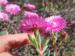 Lampranthus pakhuisensis