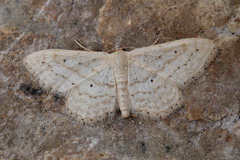 Idaea elongaria