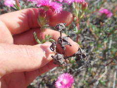 Lampranthus pakhuisensis