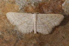 Idaea elongaria