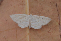 Idaea elongaria