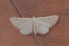 Idaea elongaria