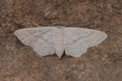 Idaea elongaria