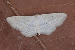 Idaea elongaria