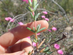 Lampranthus pakhuisensis