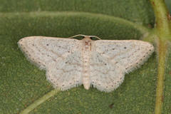 Idaea elongaria