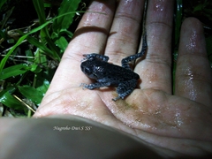 Leptobrachium hasseltii