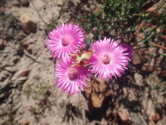 Lampranthus pakhuisensis