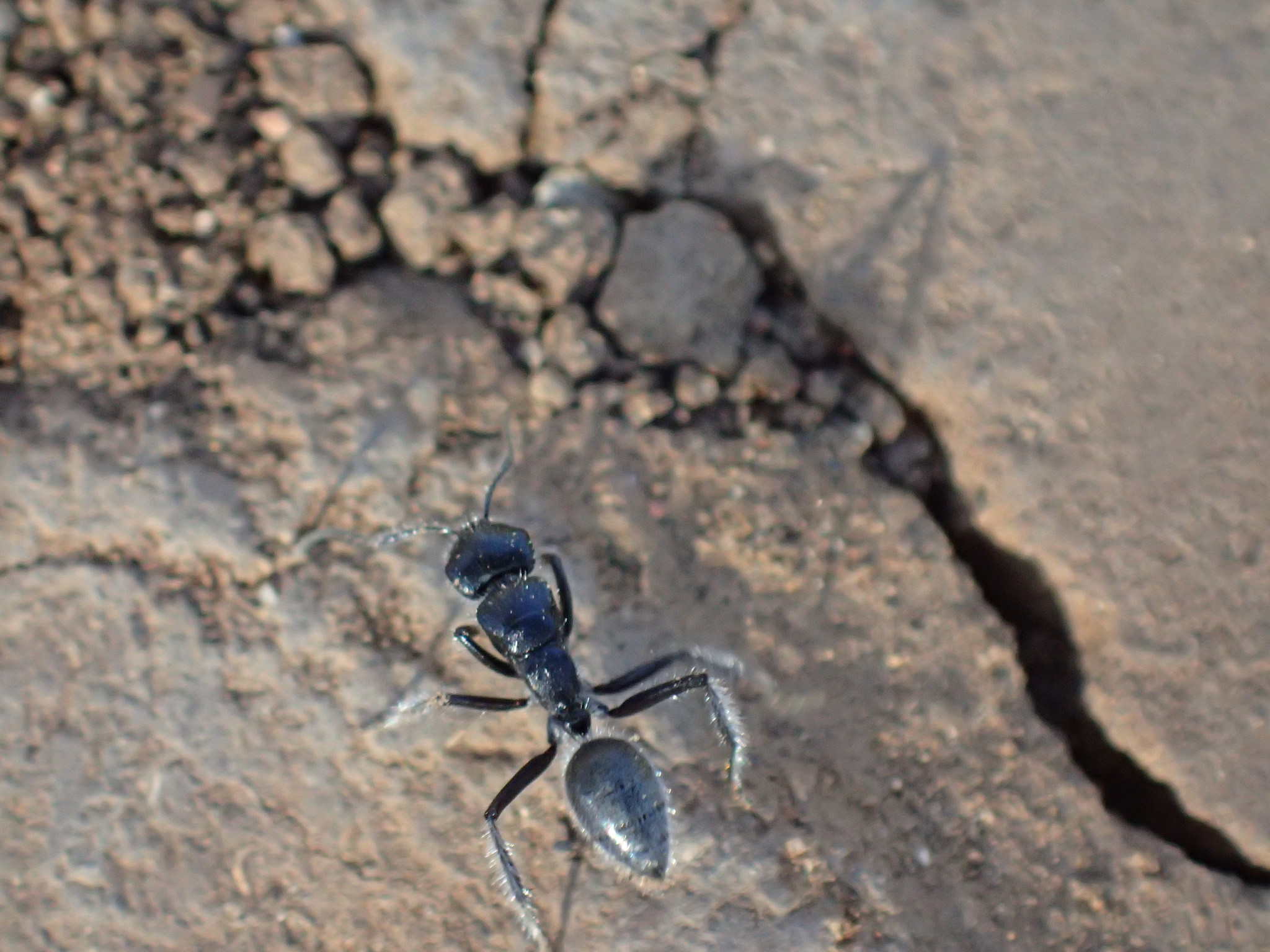 Calomyrmex