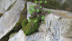 Sedum neovolcanicum