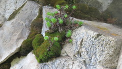 Sedum neovolcanicum