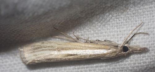 Common Grass-veneer photo 2