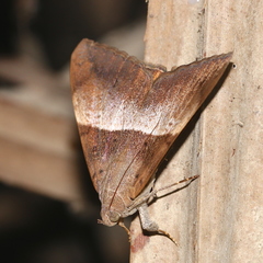 Oxyodes tricolor