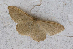 Idaea obsoletaria