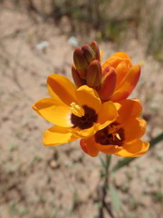 Ixia calendulacea