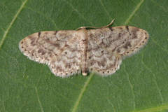 Idaea inquinata