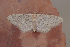 Idaea inquinata