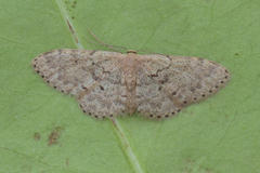 Idaea inquinata