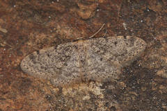 Idaea inquinata