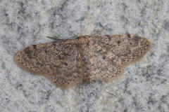 Idaea inquinata