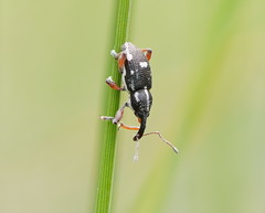 Aoplocnemis rufipes