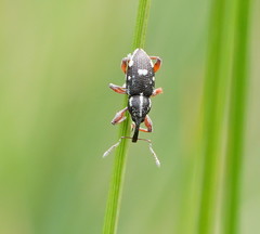 Aoplocnemis rufipes