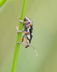Aoplocnemis rufipes