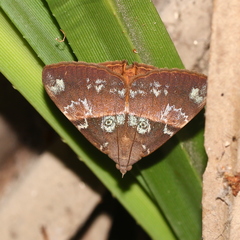 Oxyodes tricolor