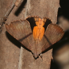 Oxyodes tricolor