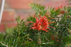 Grevillea juniperina