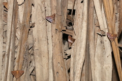 Oxyodes tricolor